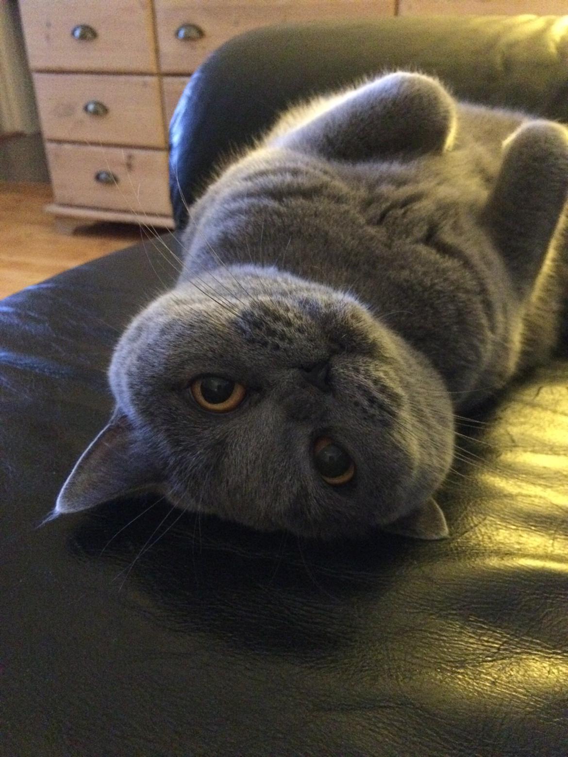 British Shorthair La Chatte Duchesse - RIP i dag D. 20/11 18 billede 12