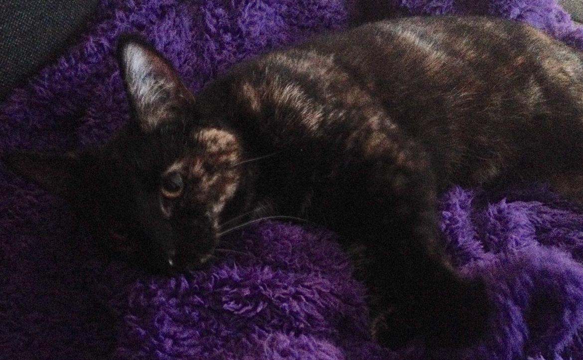 Huskat Saga billede 8