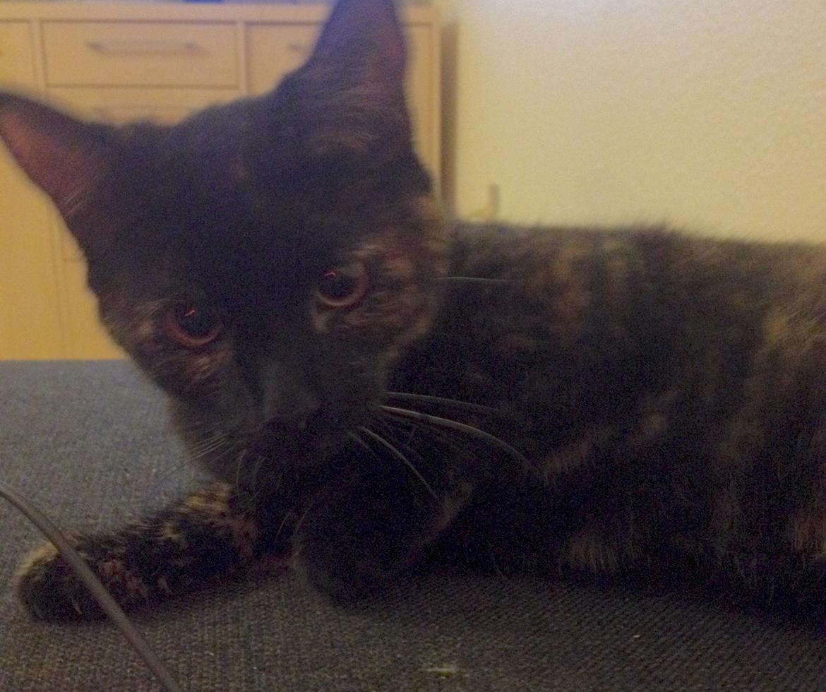 Huskat Saga billede 10