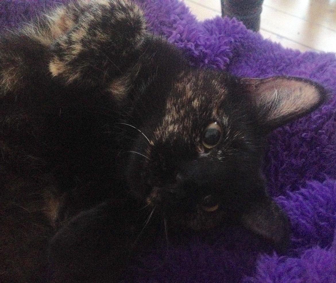 Huskat Saga billede 11