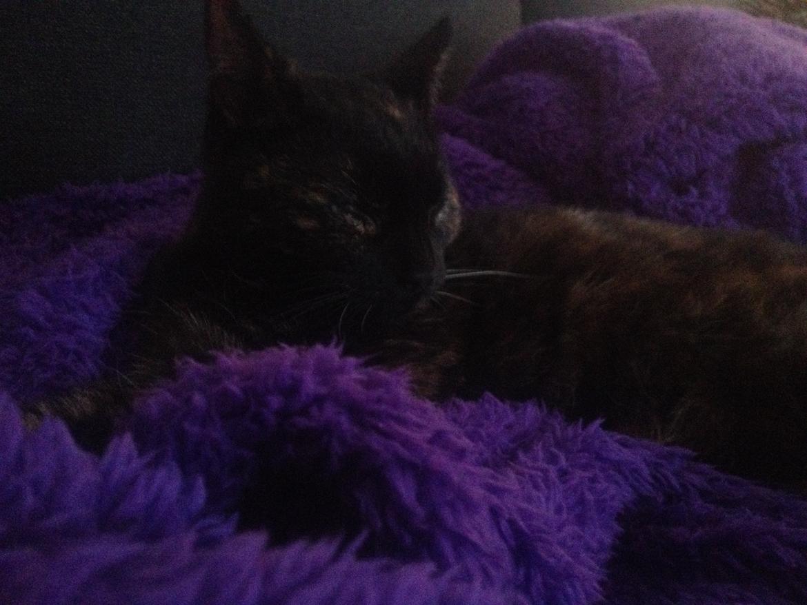 Huskat Saga billede 12