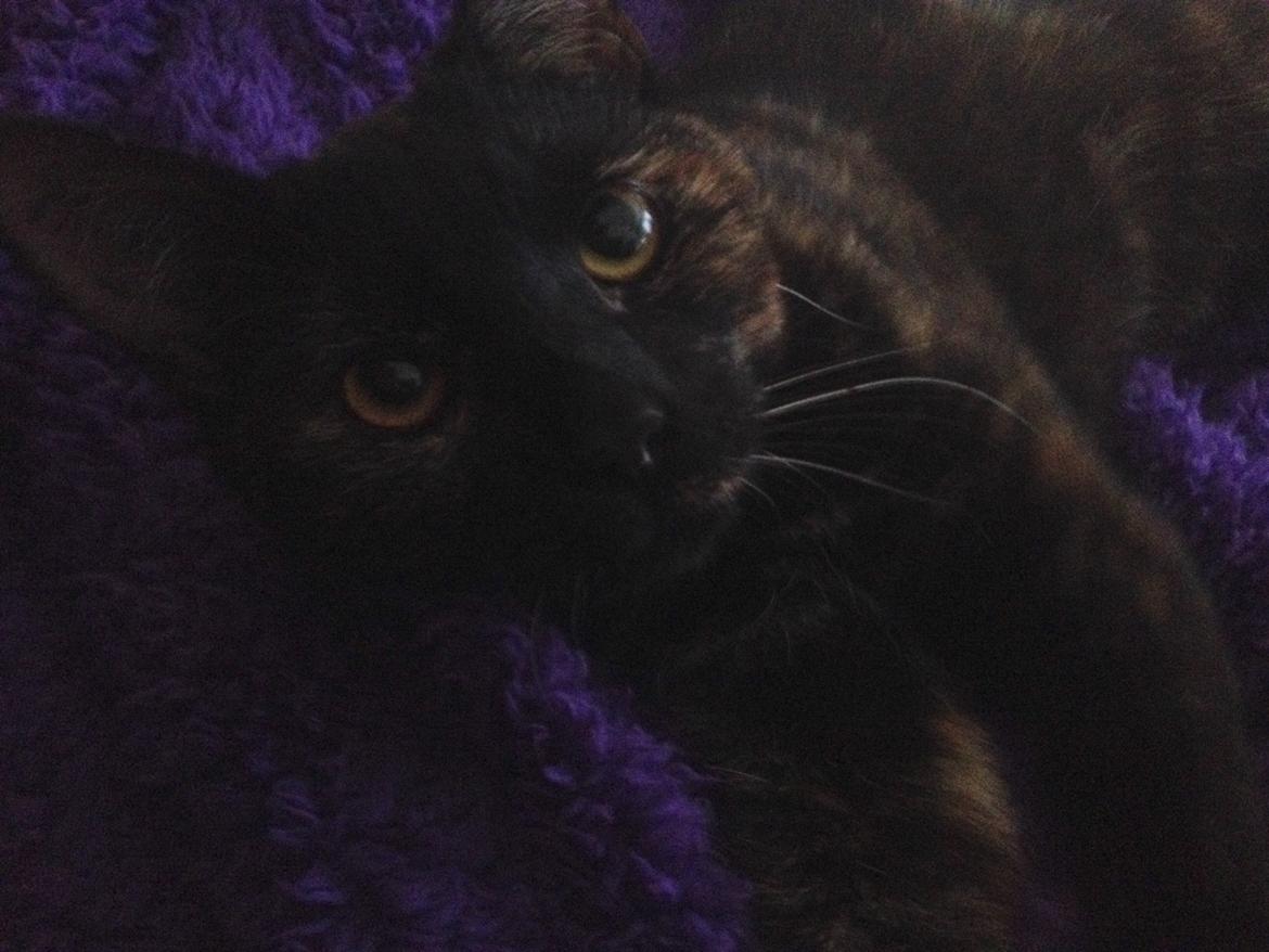 Huskat Saga billede 7