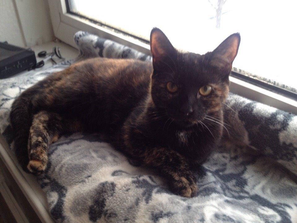 Huskat Saga billede 14