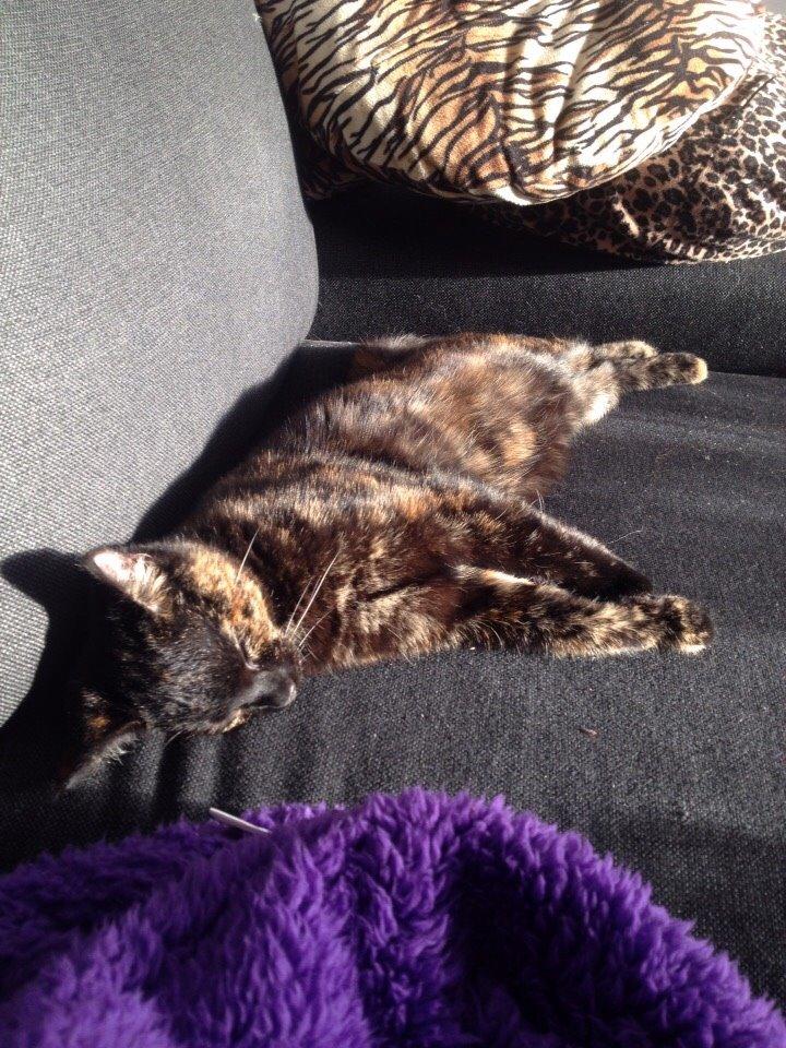 Huskat Saga billede 13