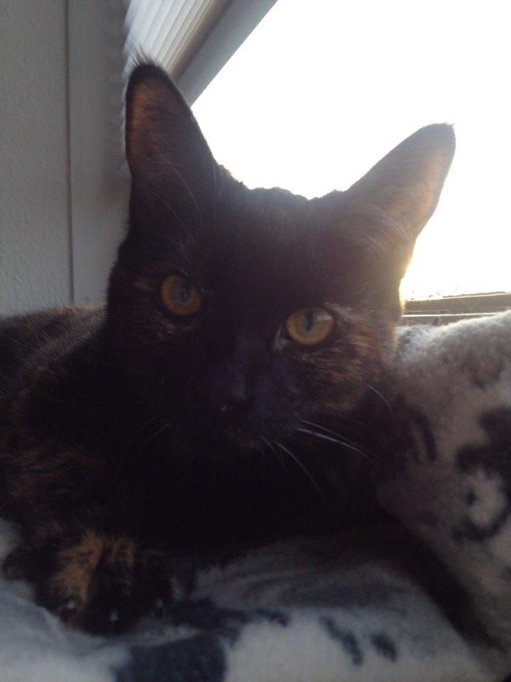 Huskat Saga billede 17