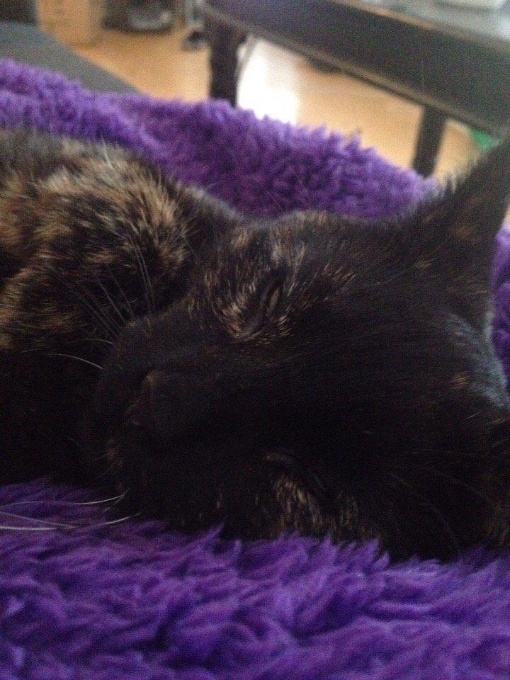 Huskat Saga billede 18