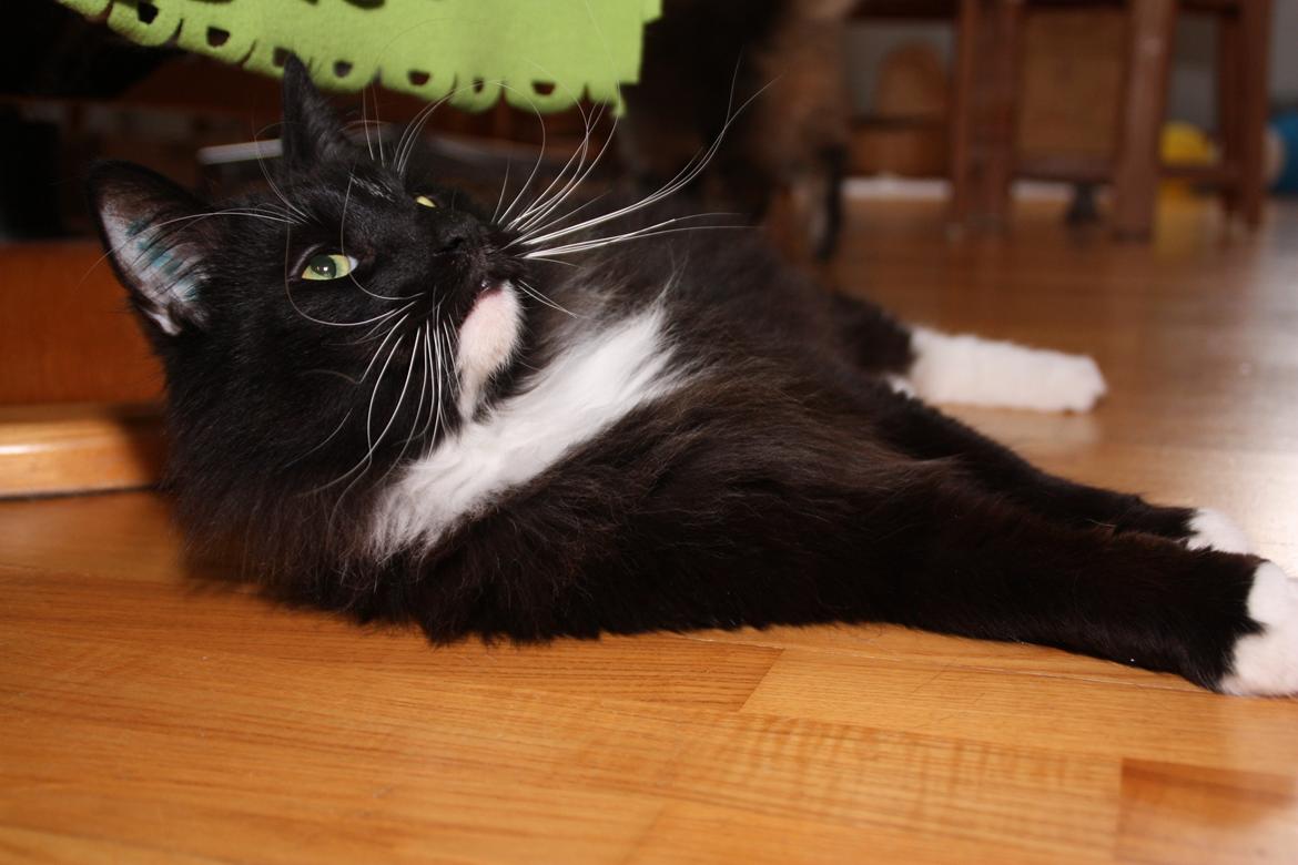 Norsk Skovkat Dk H.M.Cats Voulez Vouz billede 18