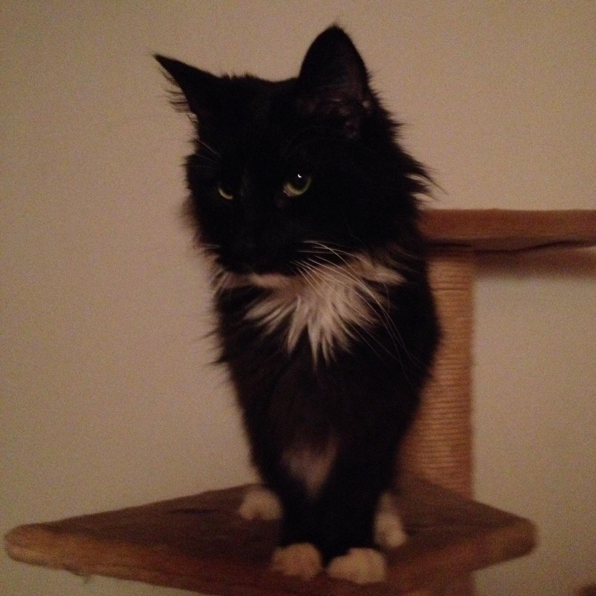 Norsk Skovkat Dk H.M.Cats Voulez Vouz billede 28