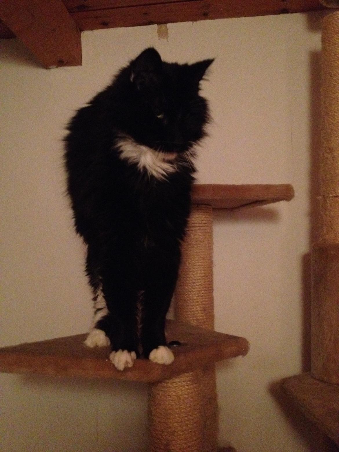 Norsk Skovkat Dk H.M.Cats Voulez Vouz billede 36