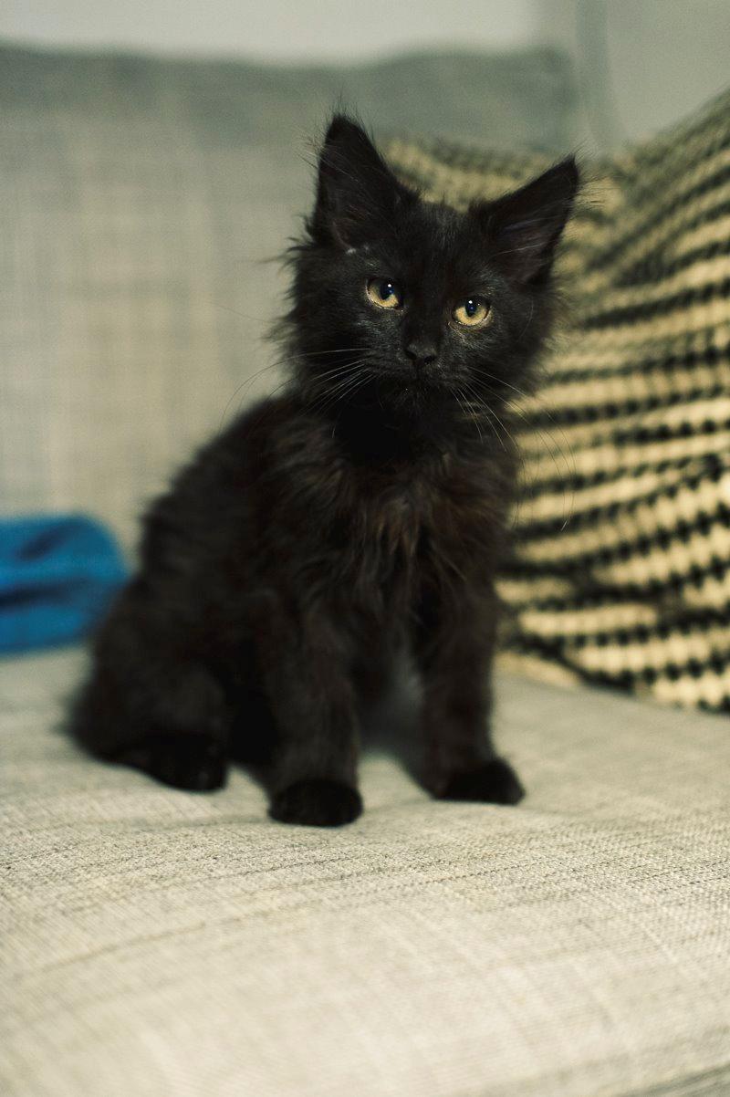 Blanding af racer Hubert billede 8