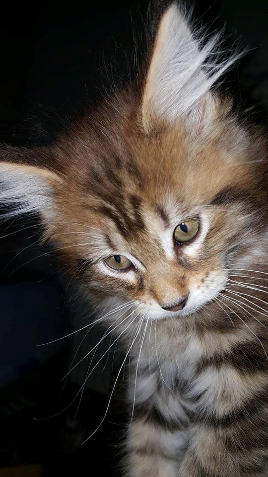 Maine Coon Cody - Cody 9 uger og 1235g Lækker skønhed !  billede 36