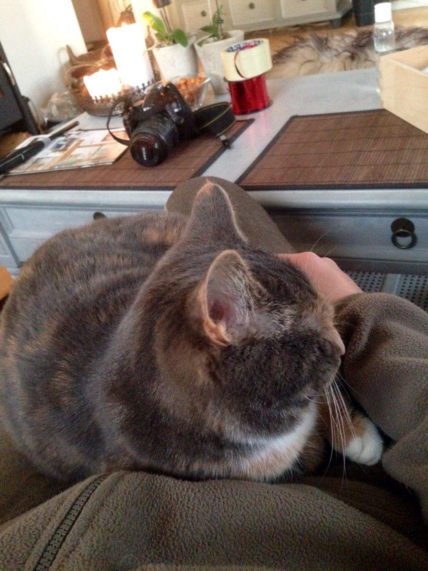 Reersø Mille *Himmelmis* billede 25