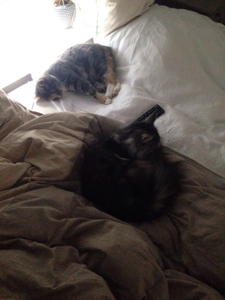 Reersø Mille *Himmelmis* billede 28