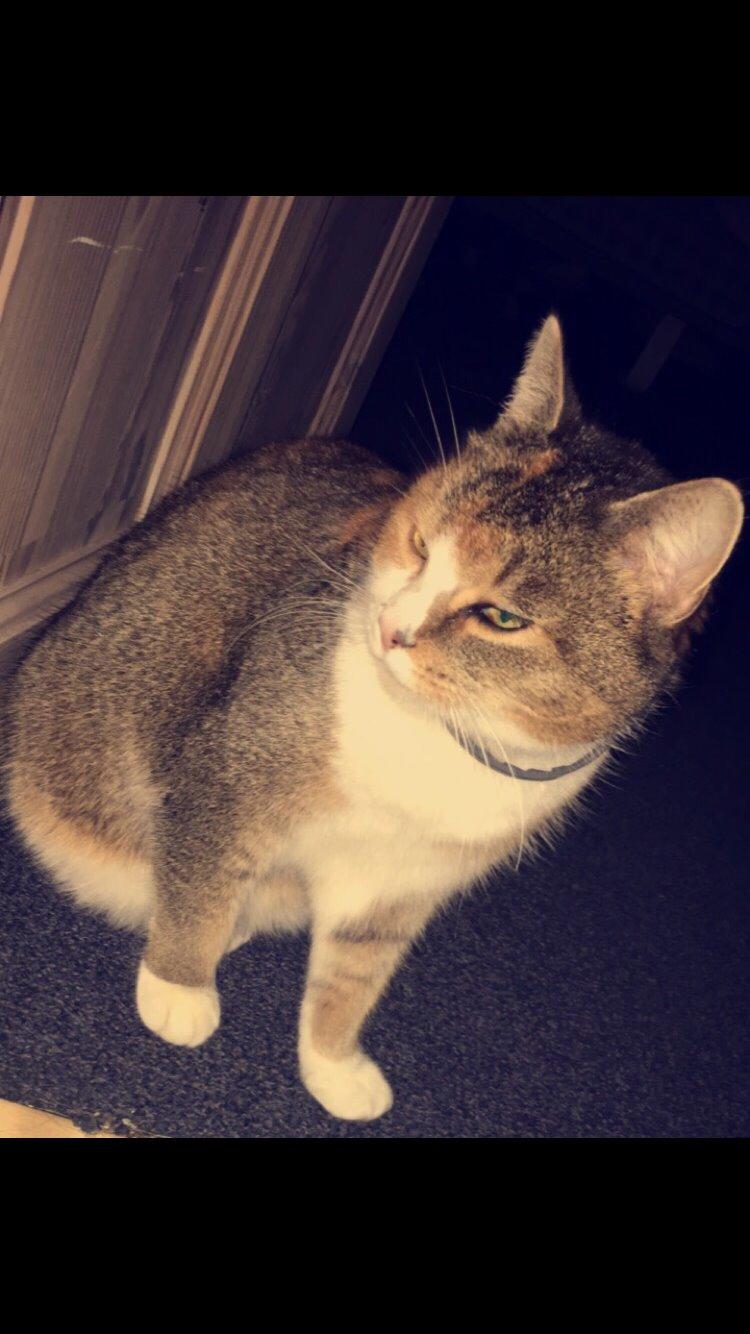 Blanding af racer Vivi billede 12