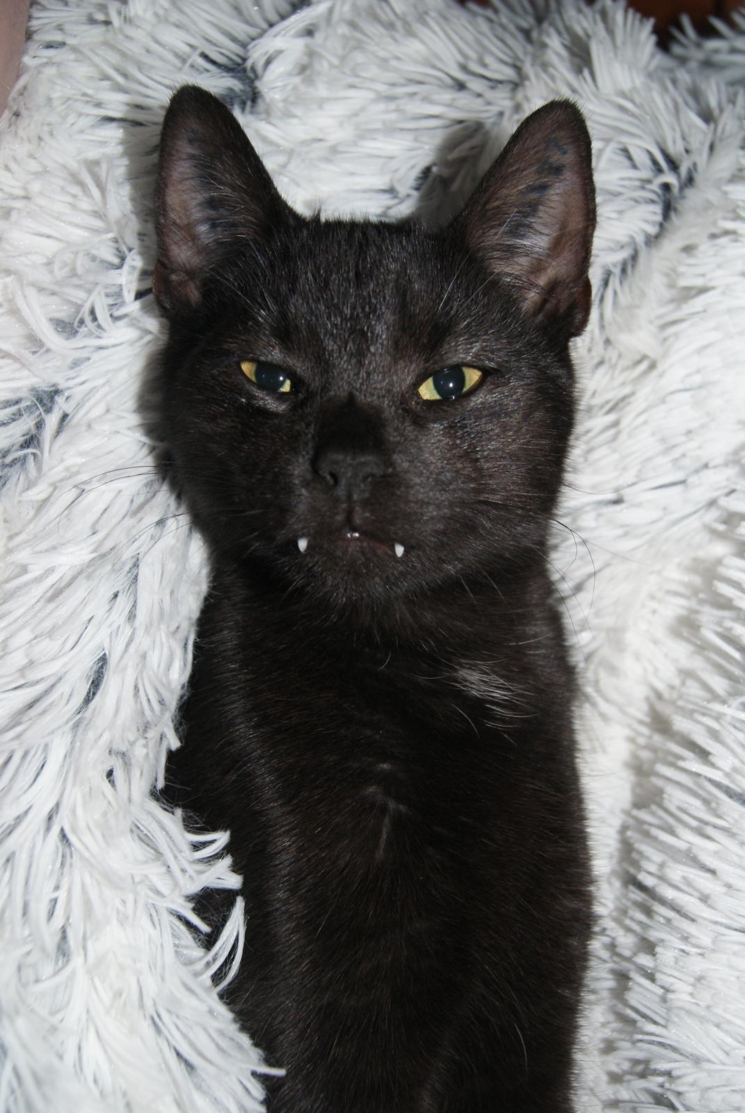 Huskat Bent Miau - I'm sexy and I know it billede 6