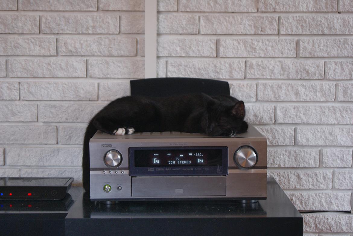 Huskat Bent Miau billede 16