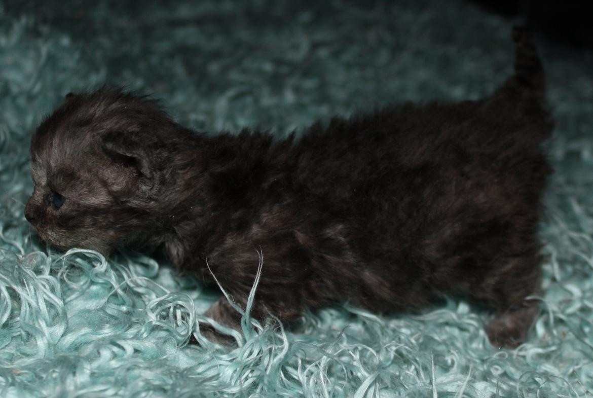 Selkirk Rex  Tzari Amphetamine - 3uger billede 11