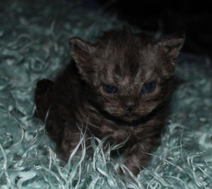 Selkirk Rex  Tzari Amphetamine - 3 uger endnu et forsog på cattitude billede 13