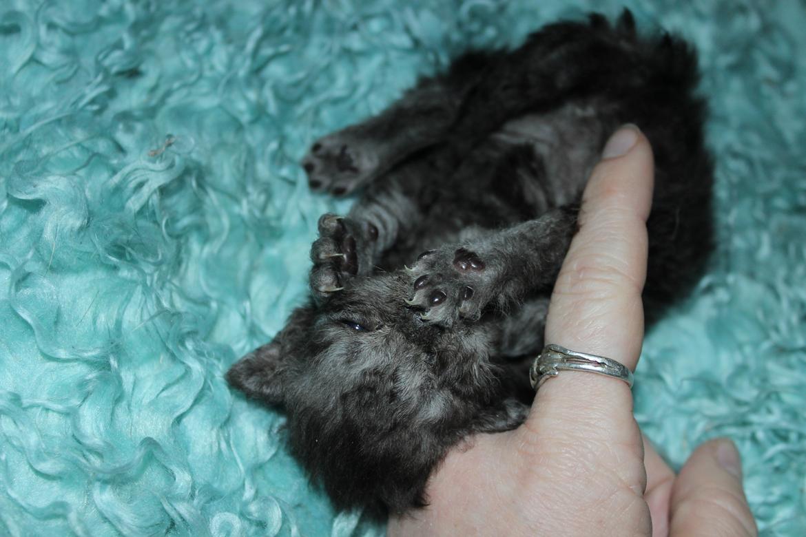 Selkirk Rex  Tzari Amphetamine - 2 uger - fjollepige billede 16