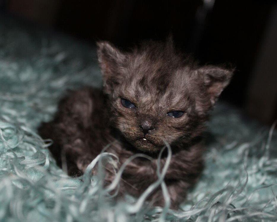 Selkirk Rex  Tzari Amphetamine - 3 uger og allerede cattitude billede 9