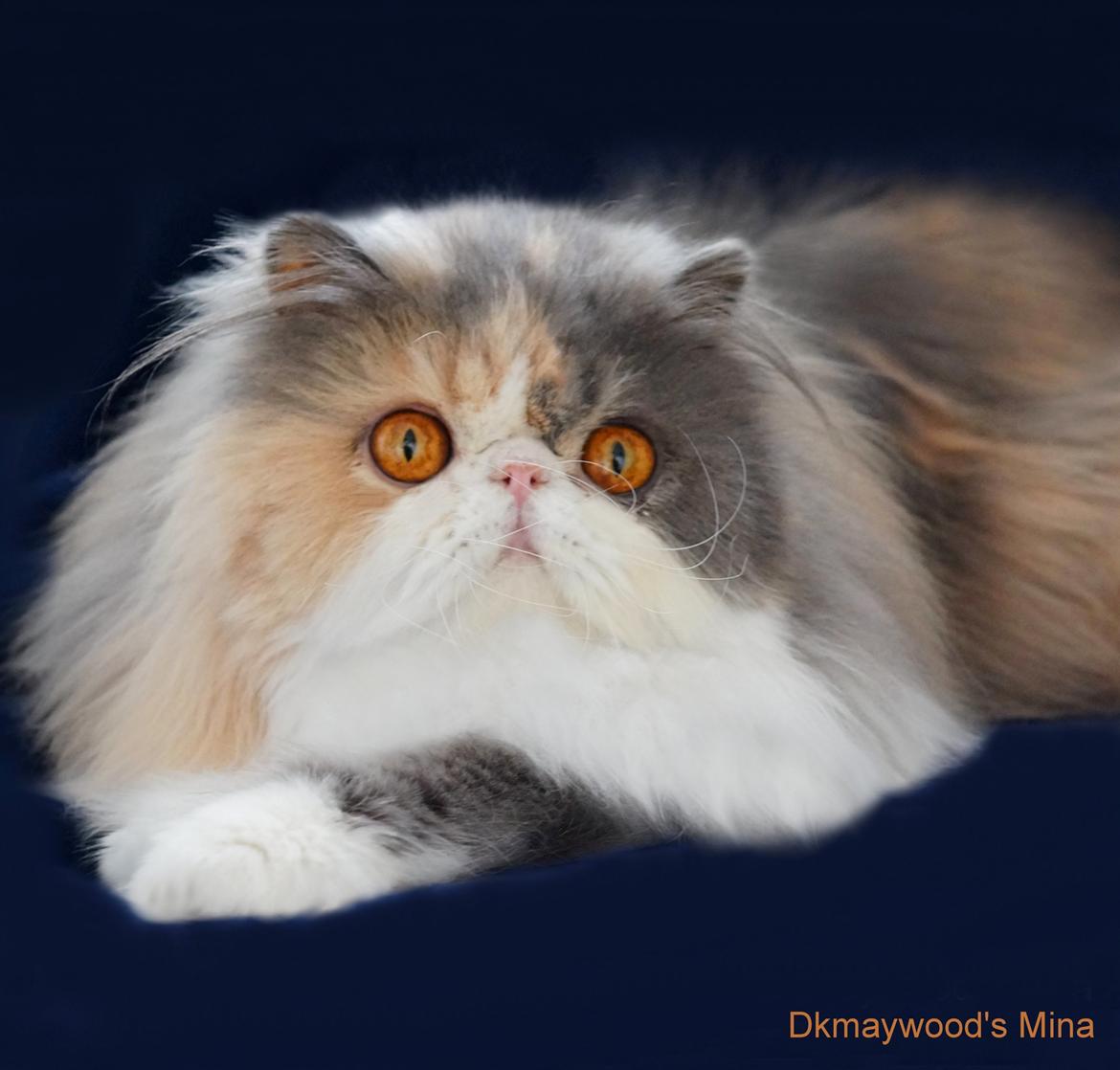 Perser Dkmaywood's Mina billede 1