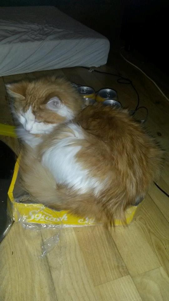 Blanding af racer Bøllemis billede 5