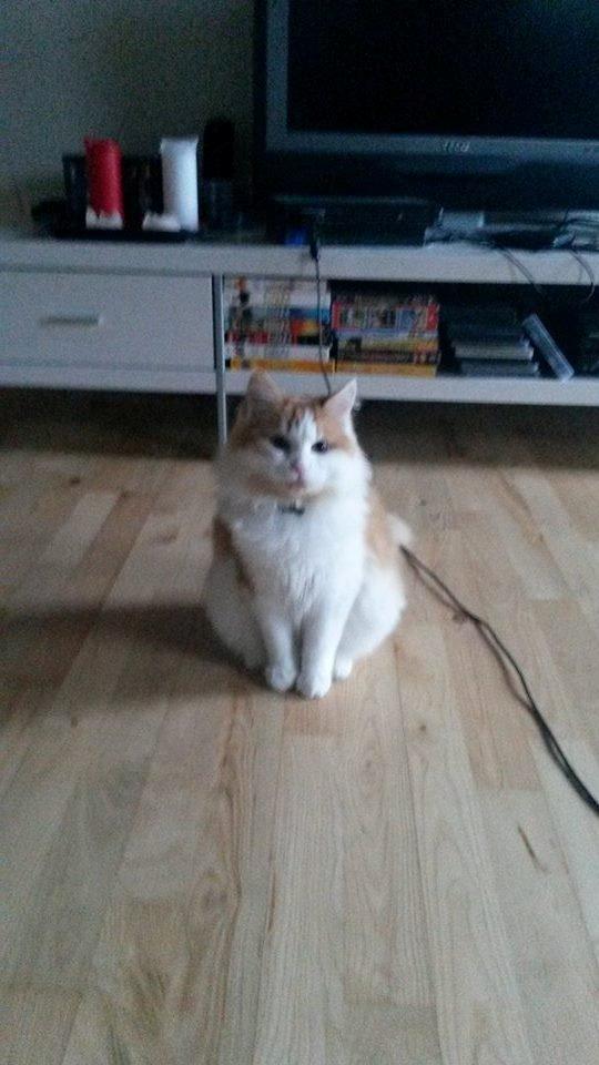 Blanding af racer Bøllemis - d 2/12-2015 billede 1