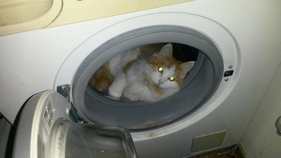 Blanding af racer Bøllemis billede 4