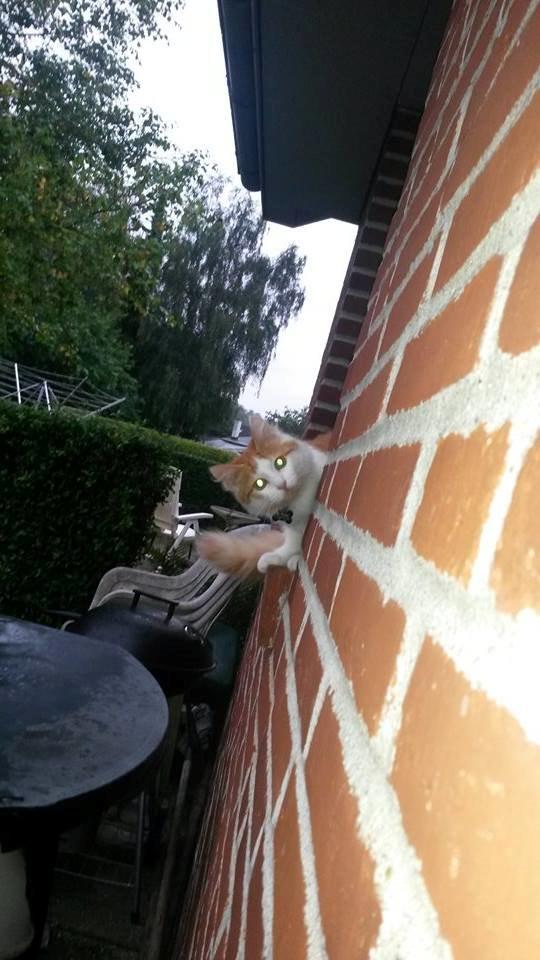 Blanding af racer Bøllemis billede 6