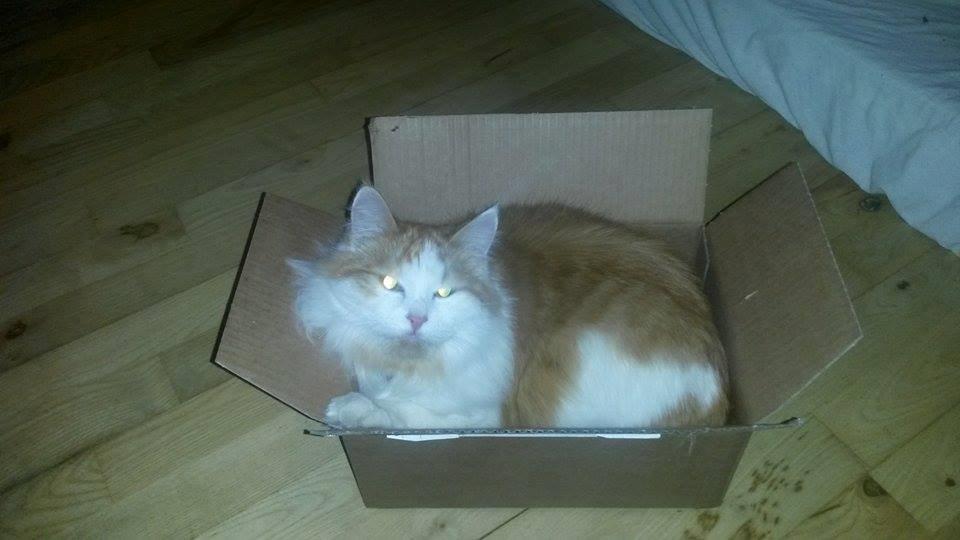 Blanding af racer Bøllemis billede 7