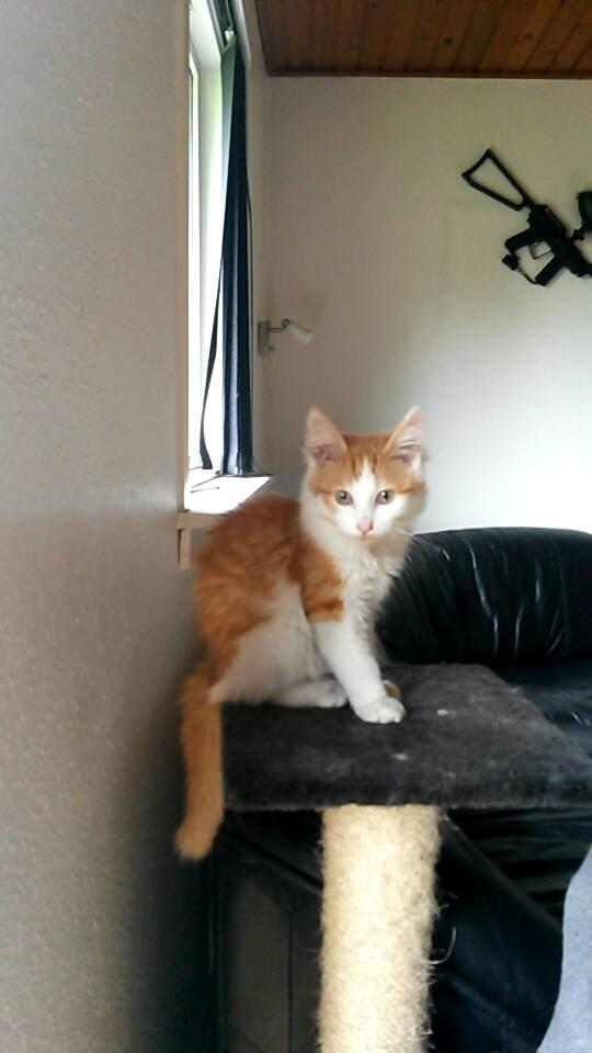 Blanding af racer Bøllemis - da vi fik ham d. 19/7-2015 billede 2