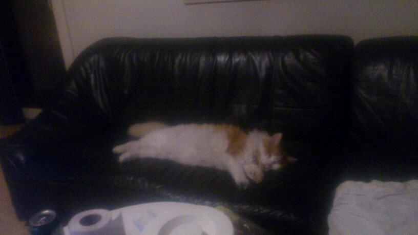 Blanding af racer Bøllemis billede 8