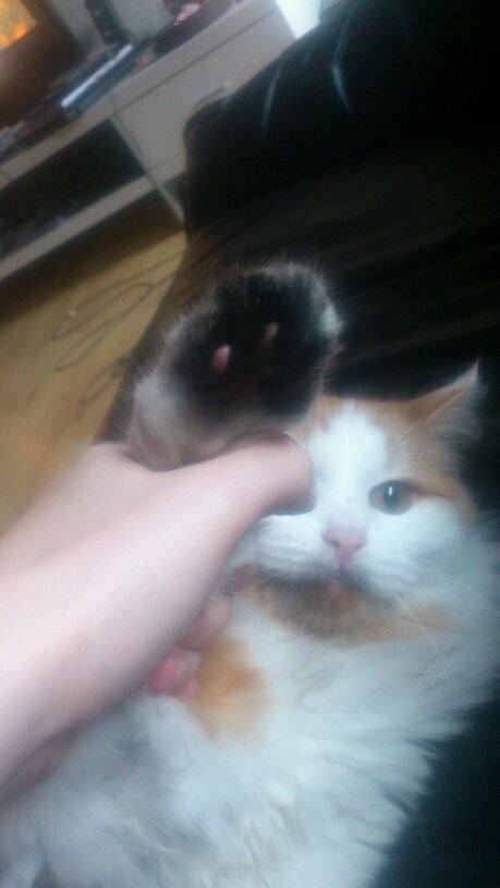 Blanding af racer Bøllemis billede 9