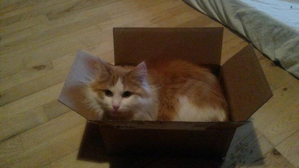 Blanding af racer Bøllemis billede 10