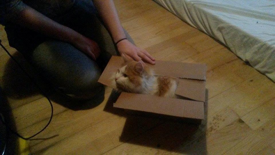 Blanding af racer Bøllemis billede 11