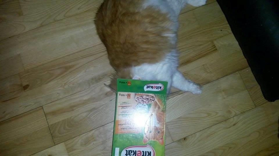 Blanding af racer Bøllemis billede 3