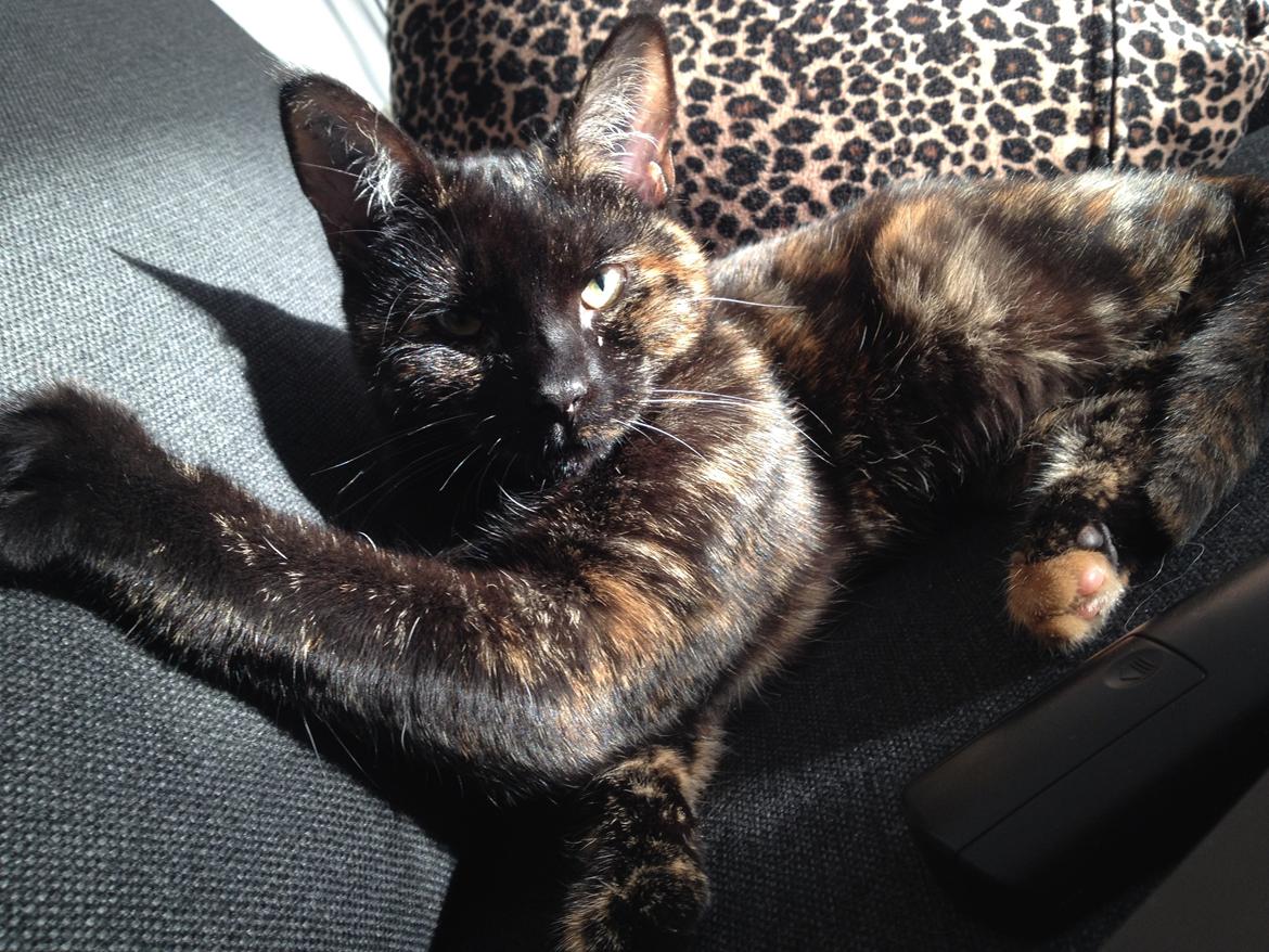 Huskat Saga billede 4