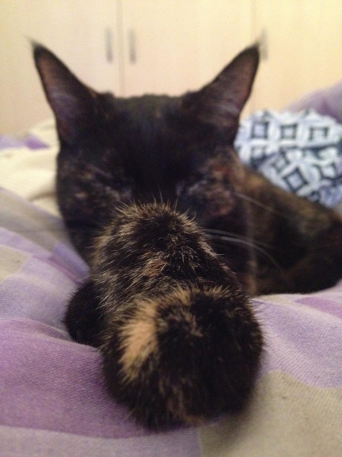 Huskat Saga billede 6