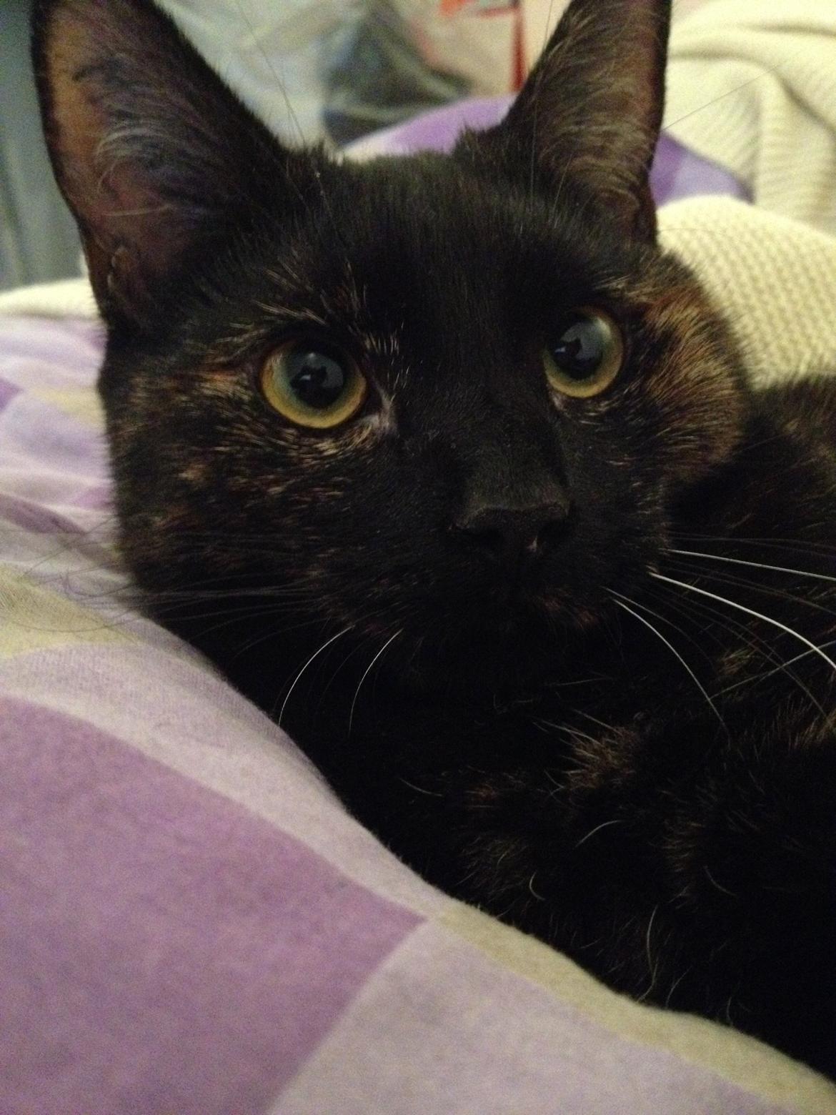 Huskat Saga billede 3