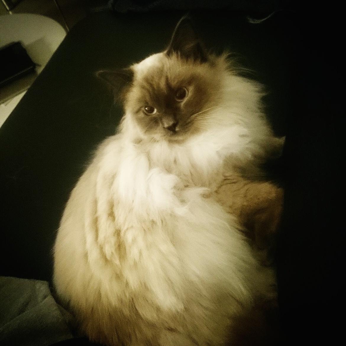 Blanding af racer Dolly billede 21