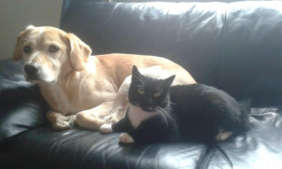 Huskat Minnie billede 9