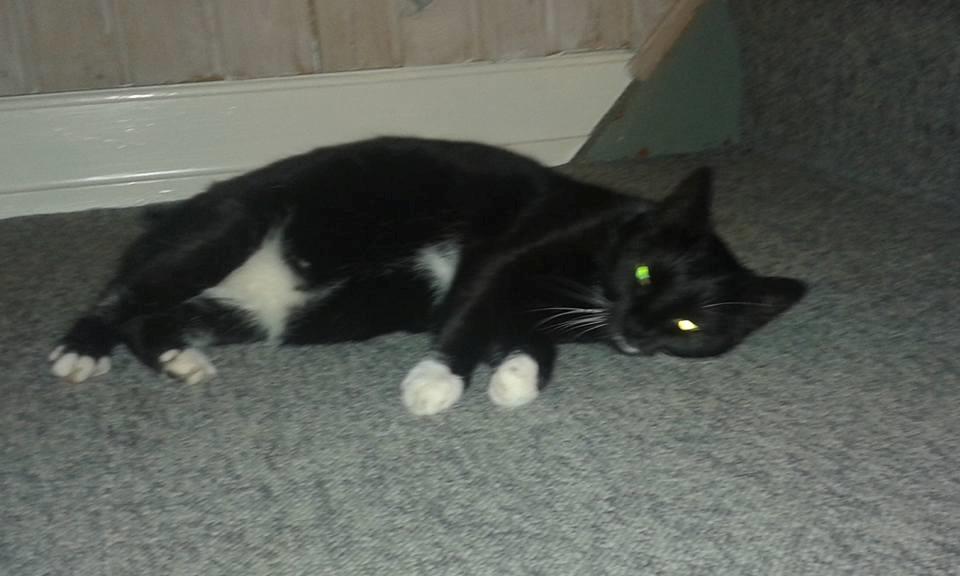 Huskat Minnie billede 11