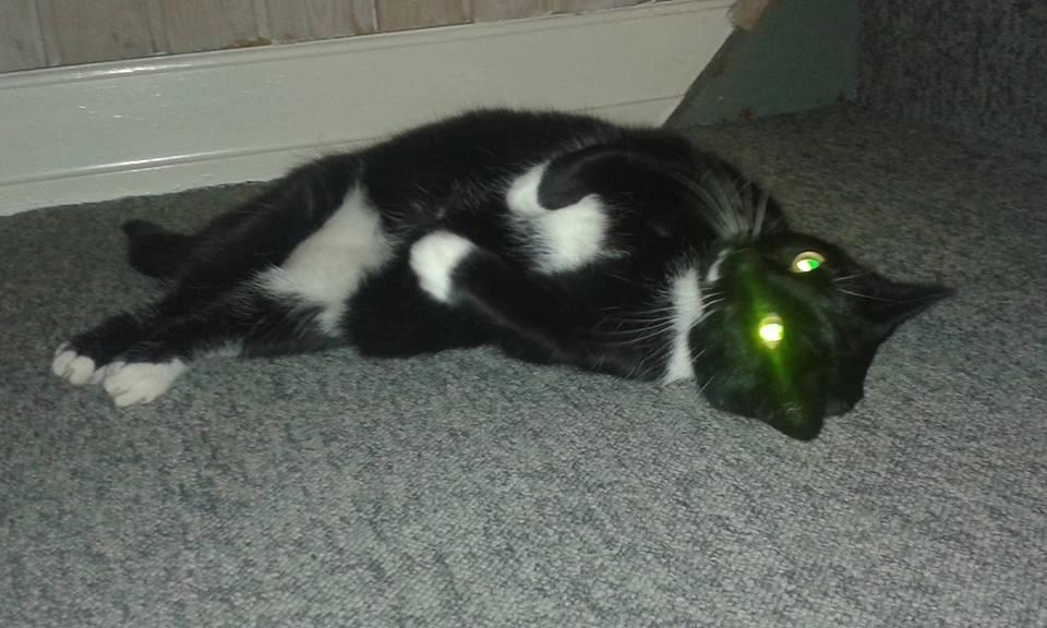 Huskat Minnie billede 10