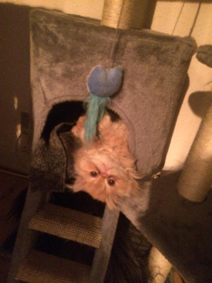 Perser Buddha No. 1 billede 8