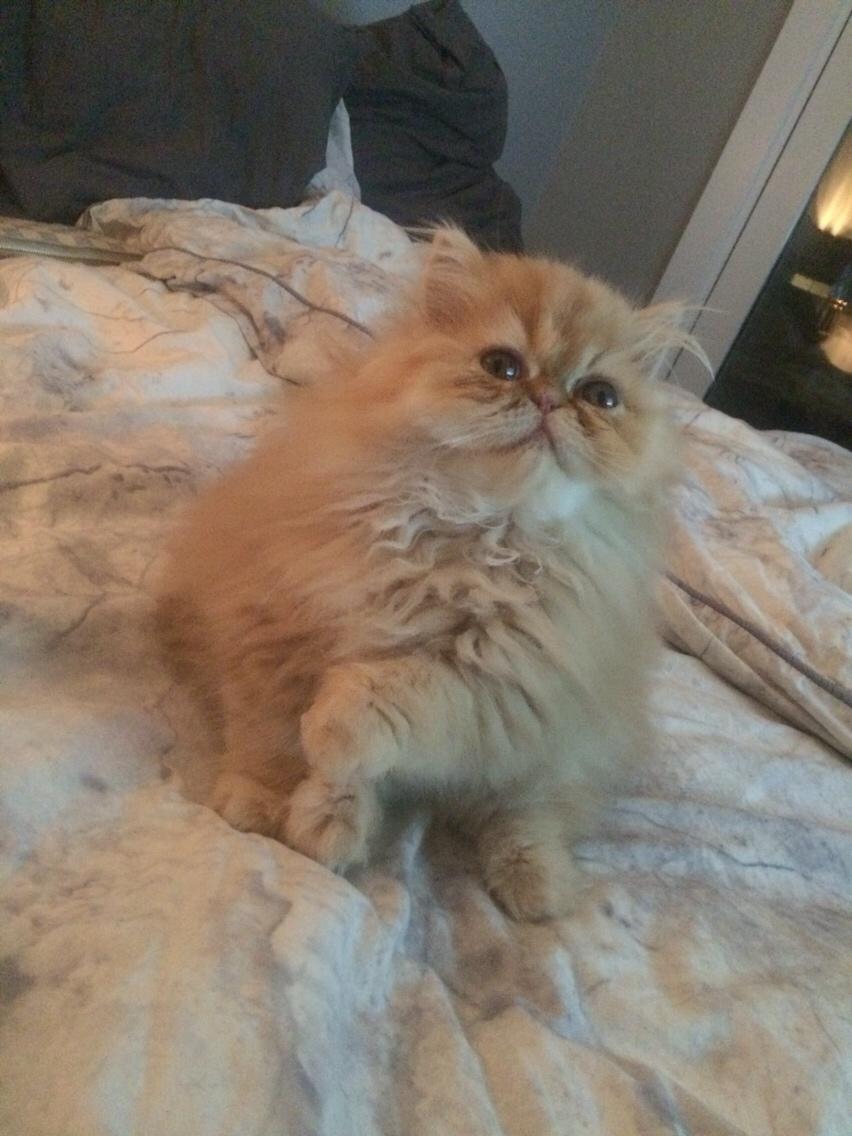 Perser Buddha No. 1 billede 10