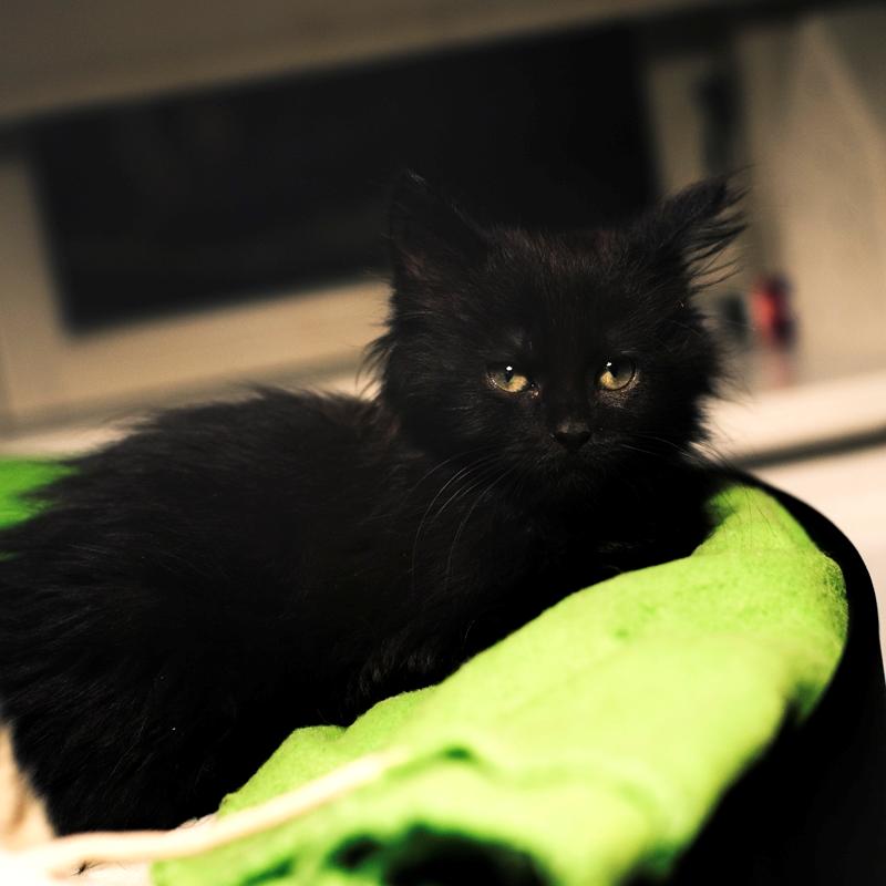 Blanding af racer Hubert billede 10