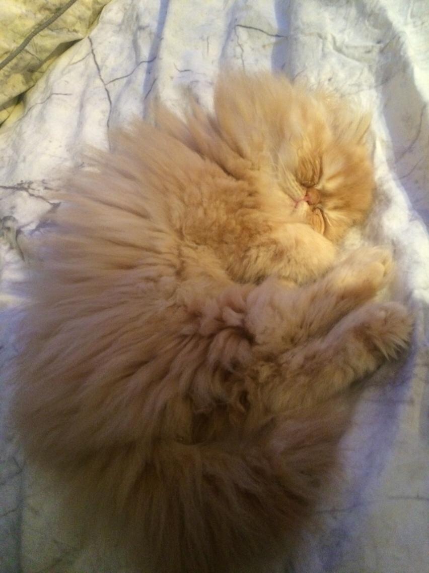 Perser Buddha No. 1 billede 12