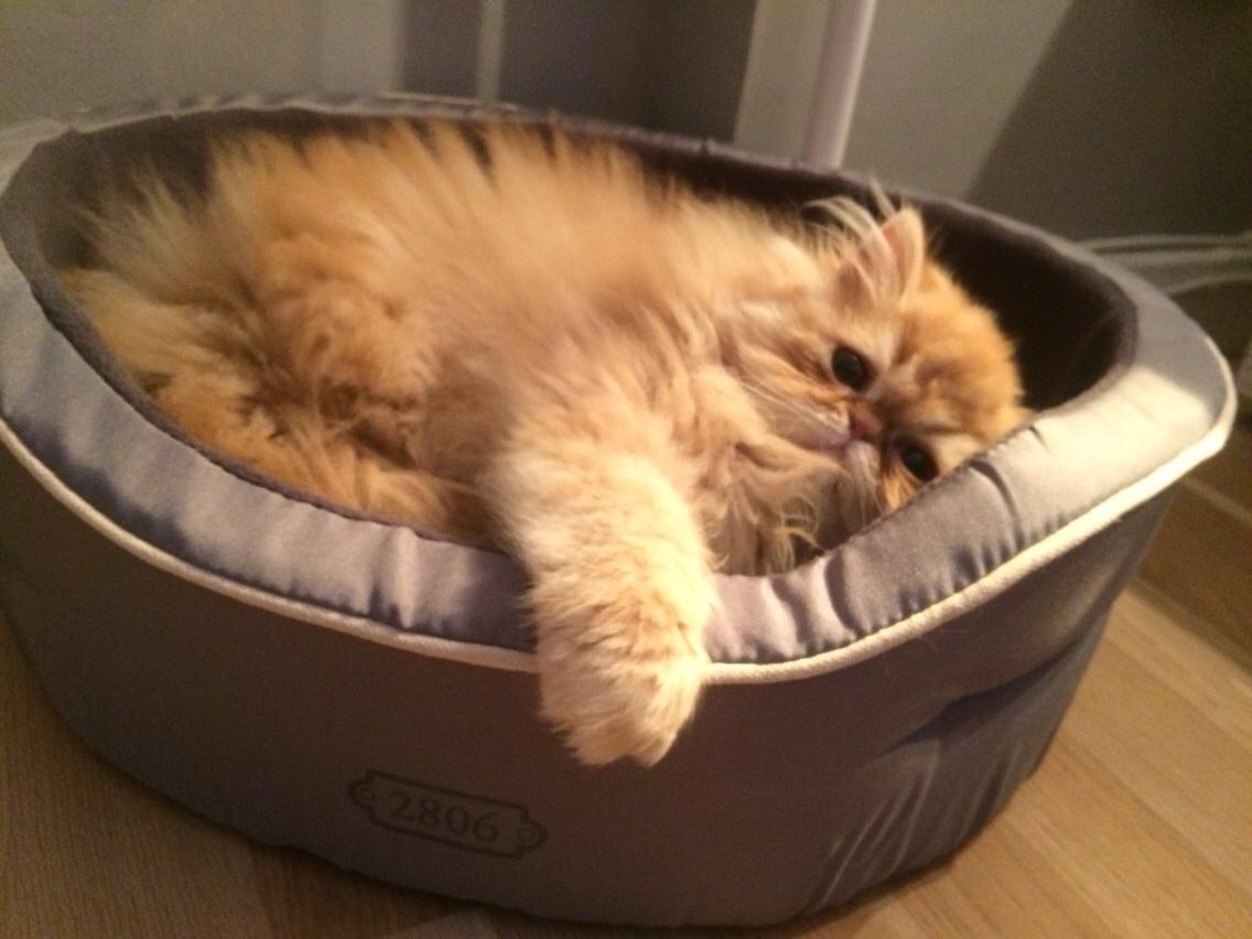 Perser Buddha No. 1 billede 11