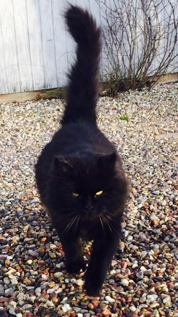 Blanding af racer Sorte billede 1