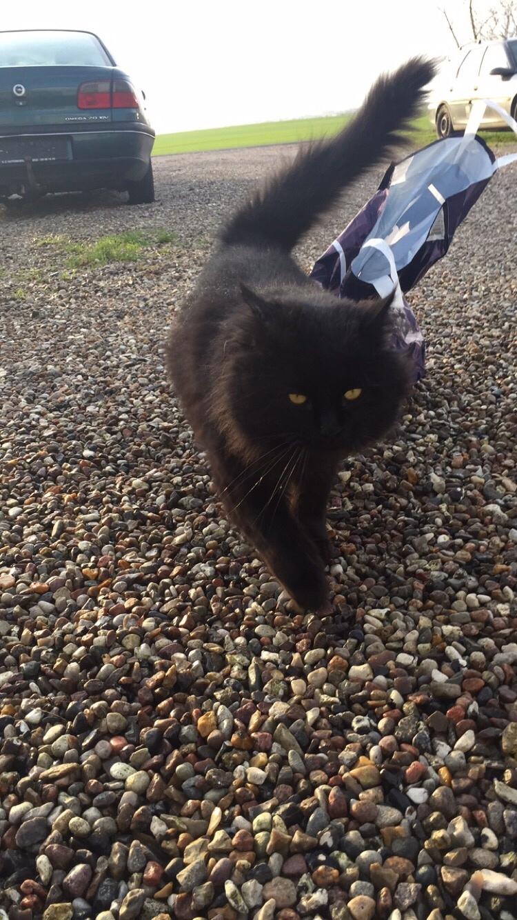 Blanding af racer Sorte billede 2